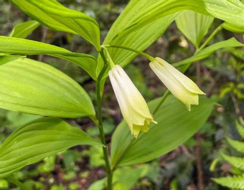 ナルコユリとは 花言葉や似た花との見分け方 毒はあるの Greensnap グリーンスナップ