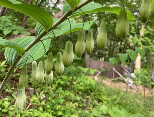 ナルコユリとは 花言葉や似た花との見分け方 毒はあるの Greensnap グリーンスナップ