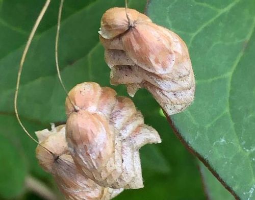 コバンソウとは 花言葉や花の特徴 ドライフラワーの作り方や食べることもできる Greensnap グリーンスナップ コバンソウとは 花言葉や花の特徴 ドライフラワーの作り方や食べることもできる Greensnap グリーンスナップ