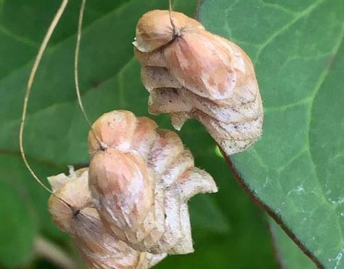 コバンソウとは 花言葉や花の特徴 ドライフラワーの作り方や食べることもできる Greensnap グリーンスナップ