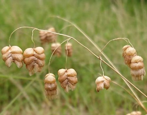 コバンソウとは 花言葉や花の特徴 ドライフラワーの作り方や食べることもできる Greensnap グリーンスナップ コバンソウとは 花言葉や花の特徴 ドライフラワーの作り方や食べることもできる Greensnap グリーンスナップ
