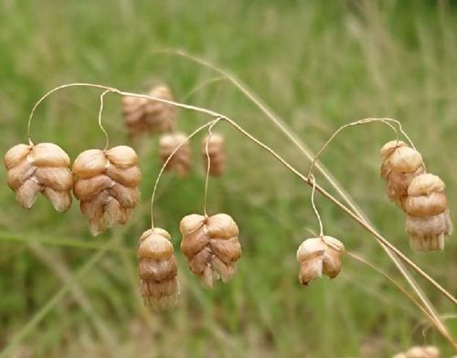 コバンソウとは 花言葉や花の特徴 ドライフラワーの作り方や食べることもできる Greensnap グリーンスナップ