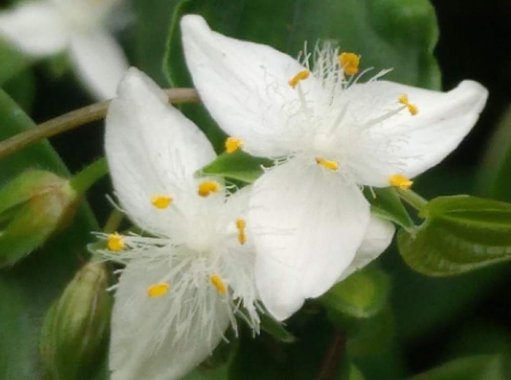 トキワツユクサ