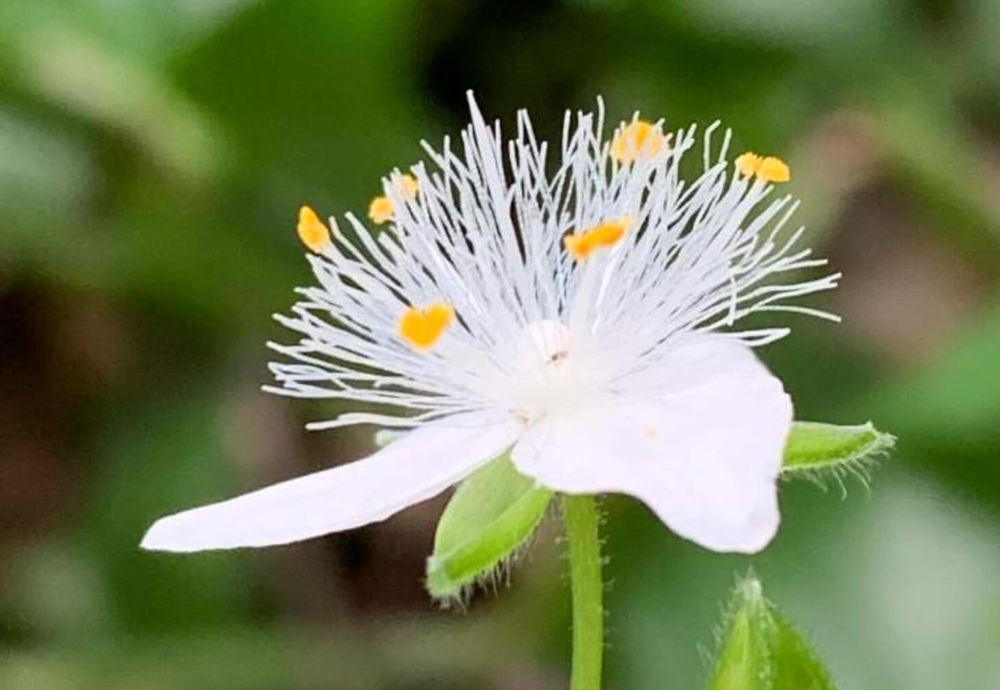 トキワツユクサ