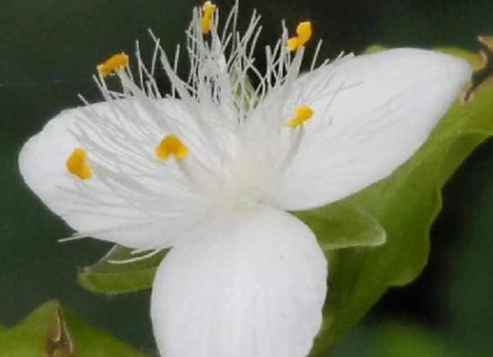 トキワツユクサ