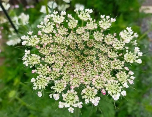 ノラニンジンとは 花言葉や似た花との違い 食べることはできる Greensnap グリーンスナップ ノラニンジンとは 花言葉や似た花との違い 食べることはできる Greensnap グリーンスナップ