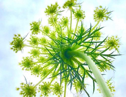 ノラニンジンとは 花言葉や似た花との違い 食べることはできる Greensnap グリーンスナップ