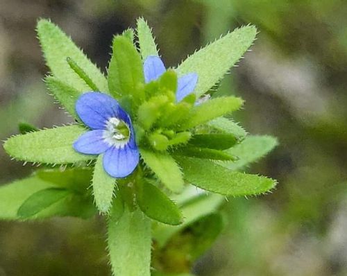 タチイヌノフグリとは 花言葉や似た花 オオイヌノフグリとの違いは Greensnap グリーンスナップ