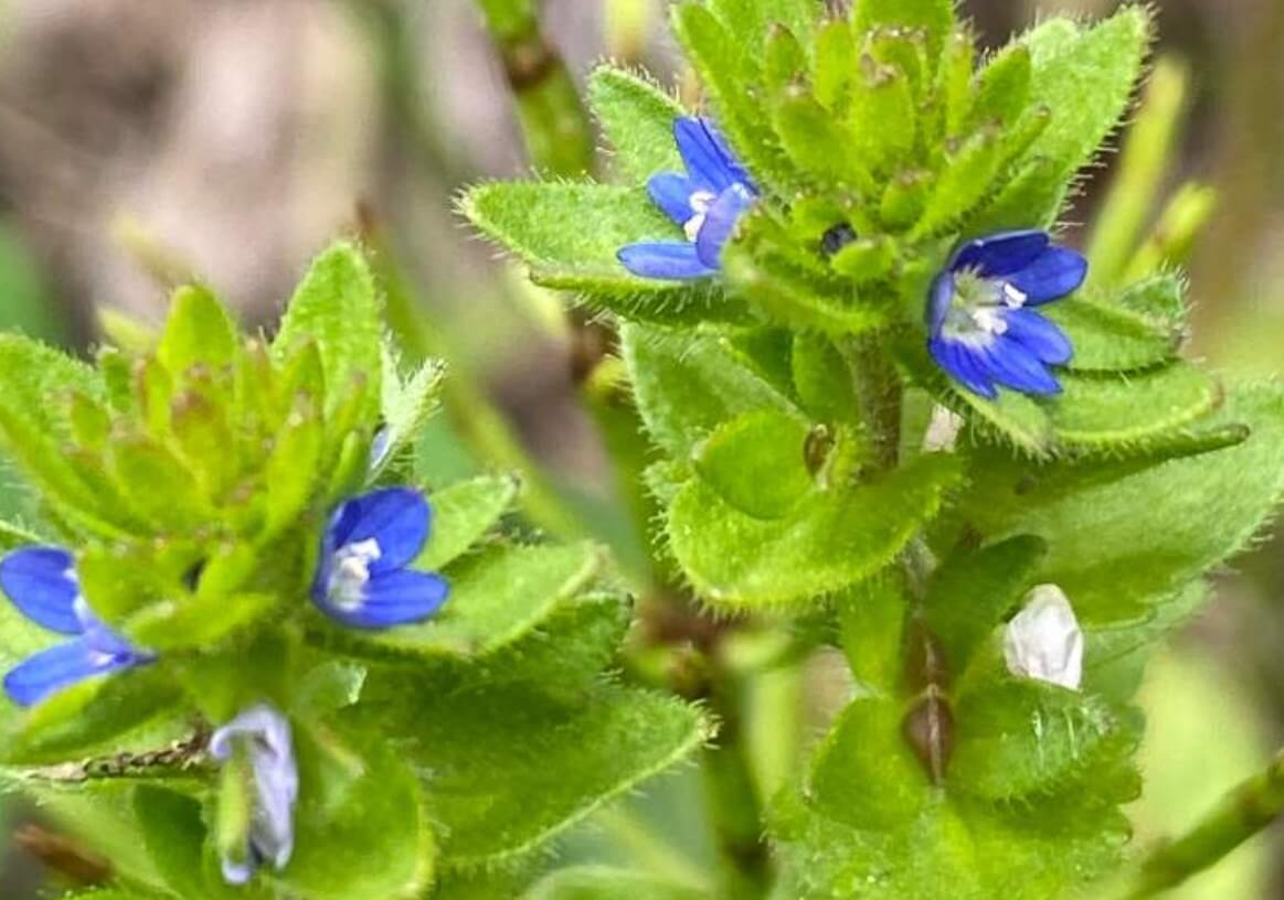 タチイヌノフグリとは｜花言葉や似た花、オオイヌノフグリとの違いは？