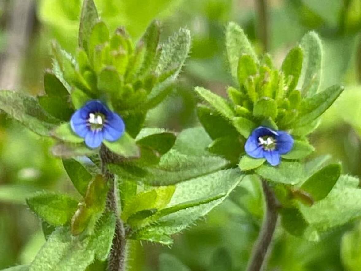 タチイヌノフグリとは｜花言葉や似た花、オオイヌノフグリとの違いは？