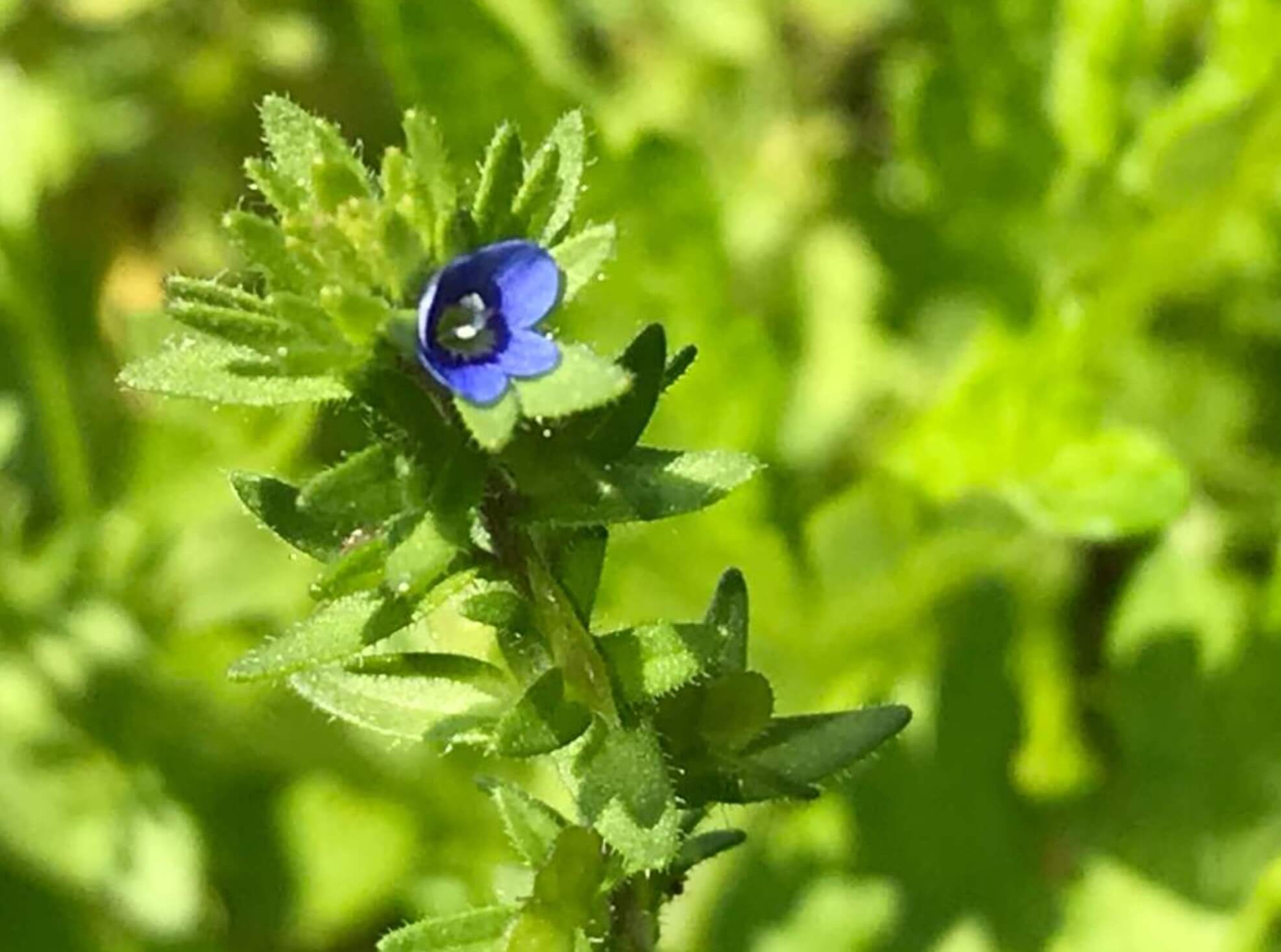 タチイヌノフグリとは｜花言葉や似た花、オオイヌノフグリとの違いは？