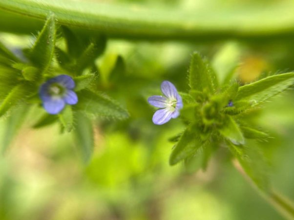 タチイヌノフグリとは｜花言葉や似た花、オオイヌノフグリとの違いは？