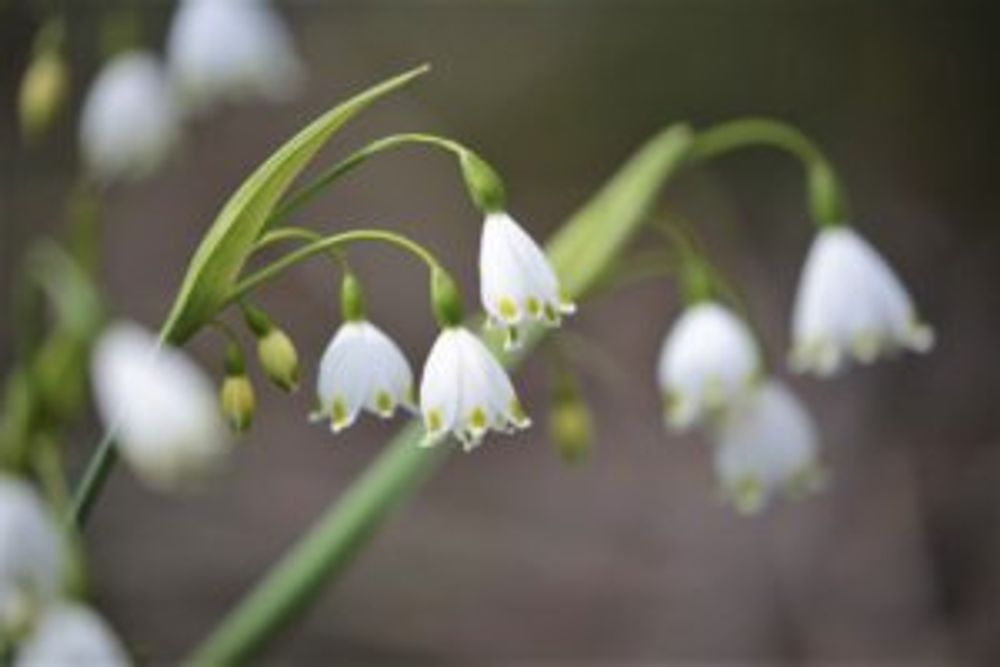 スノーフレーク