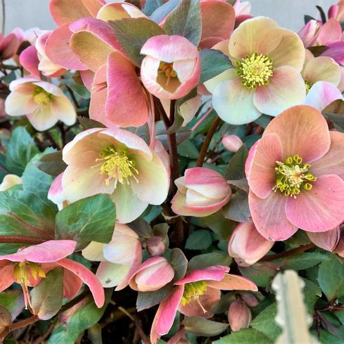 クリスマスローズの寄せ植え 相性の良い花やポイントは Greensnap グリーンスナップ