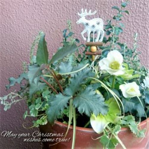 クリスマスローズの寄せ植え 相性の良い花やポイントは Greensnap グリーンスナップ