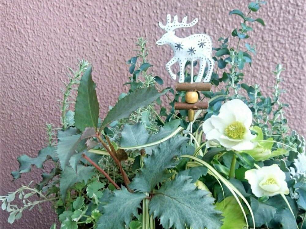 クリスマスローズの寄せ植え