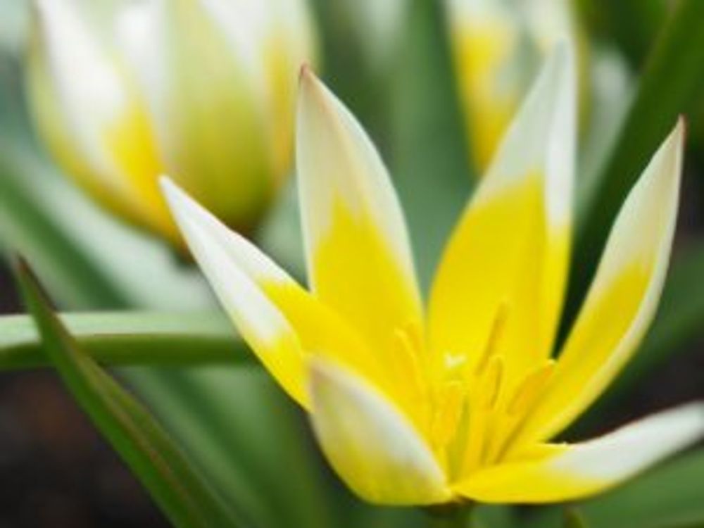 原種チューリップ