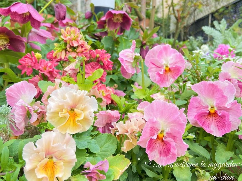 クリスマスローズ