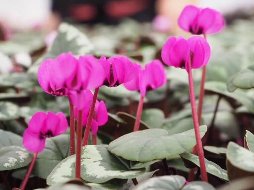 シクラメン　コウム