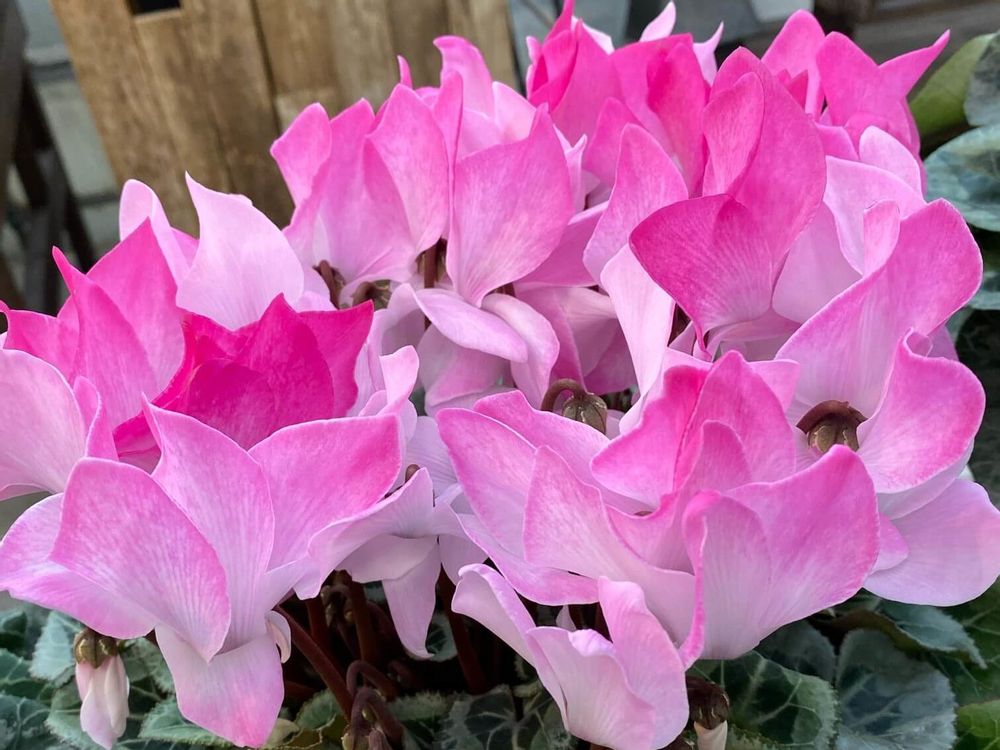 シクラメン　ピアス