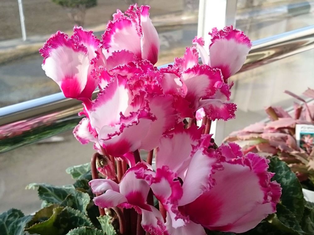 シクラメン　ヴェスタ