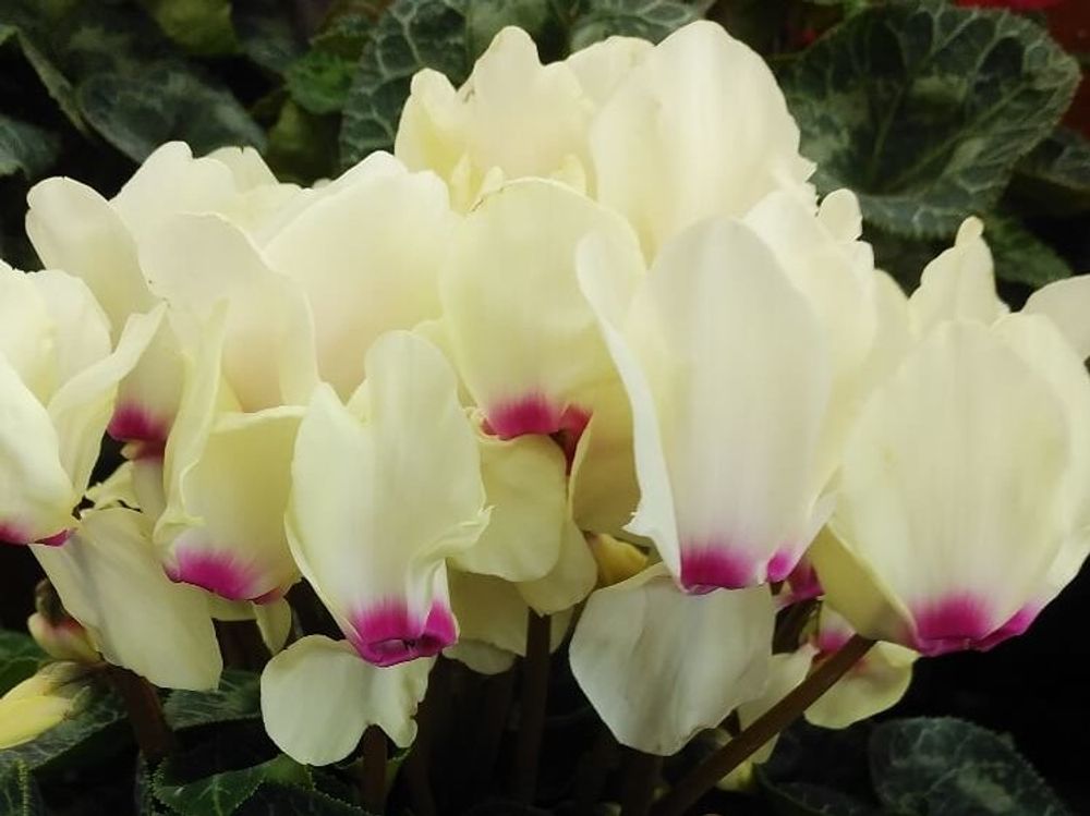 シクラメン　ネオゴールデンガール