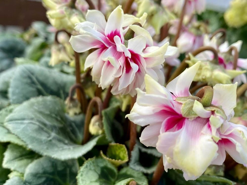 シクラメン　フェアリーバンビ