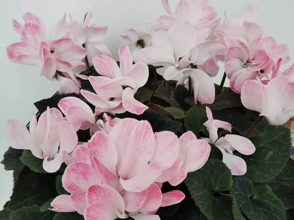 シクラメン　ウインク