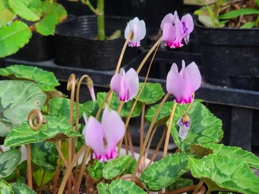 シクラメン　ヘデリフォリウム