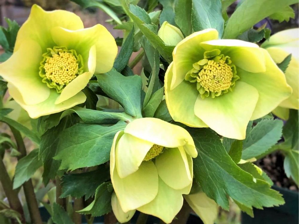 クリスマスローズ