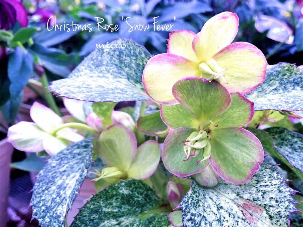 クリスマスローズ