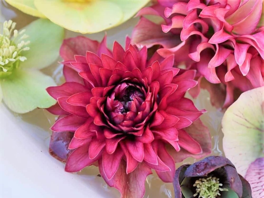 クリスマスローズ