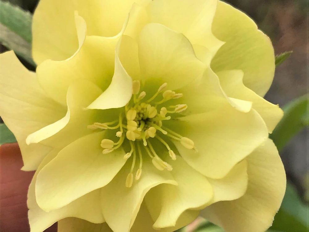 クリスマスローズ