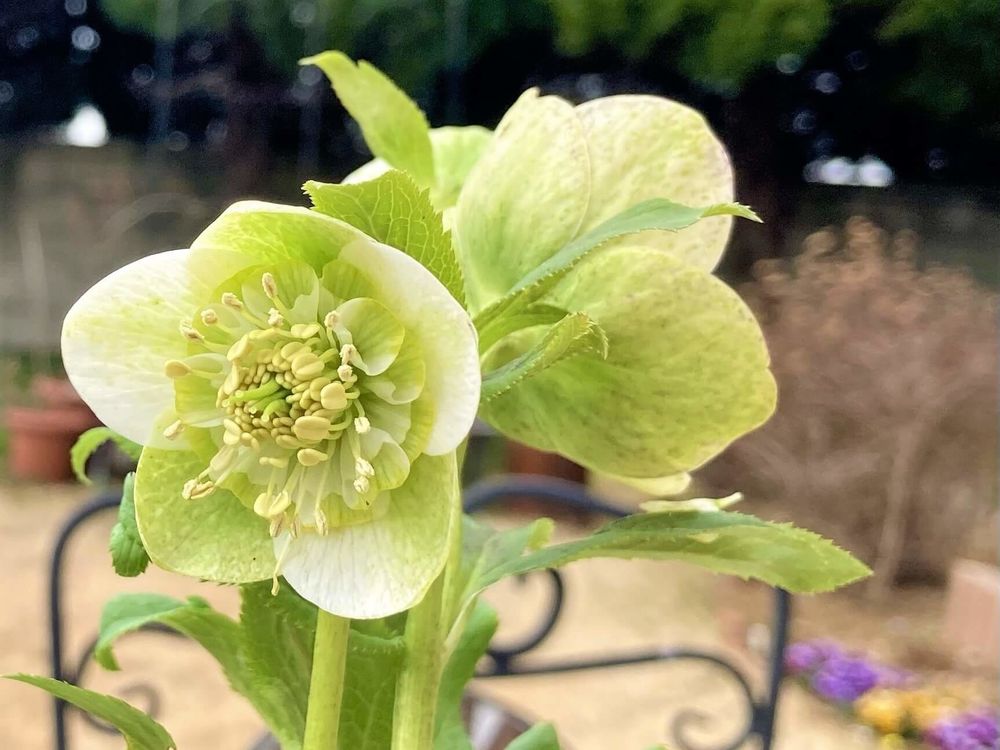 クリスマスローズ