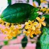 キンモクセイ(金木犀)の揷し木｜時期や方法、失敗しないコツは？の画像