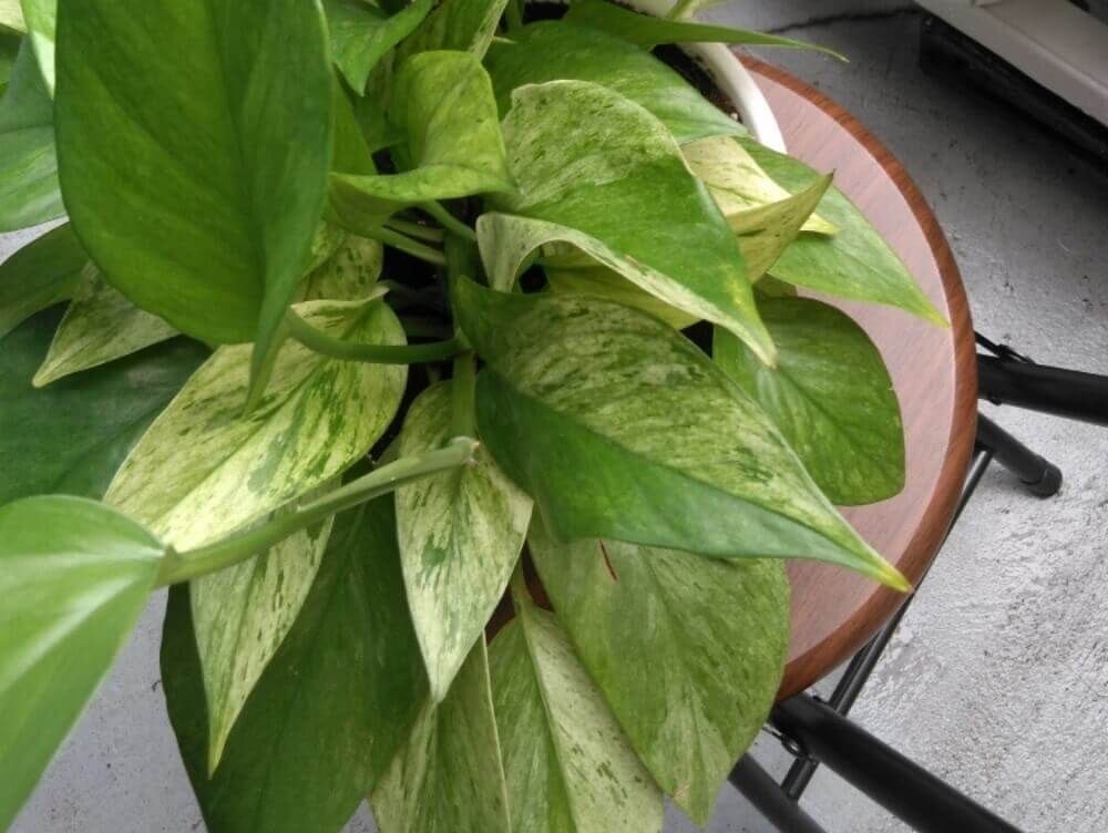 ポトス　グリーンスクラッチ