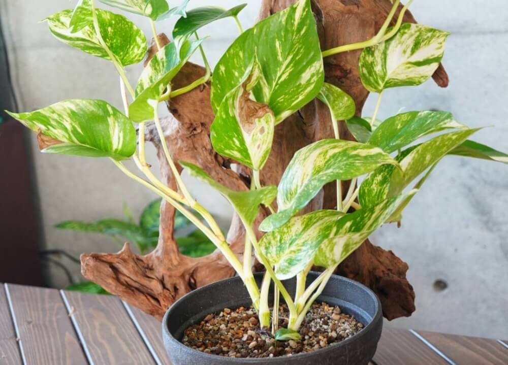 ゴールデンポトス