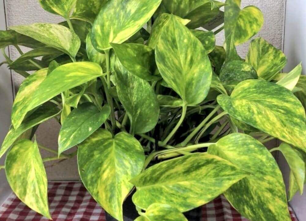 ポトス　ハッピーデー