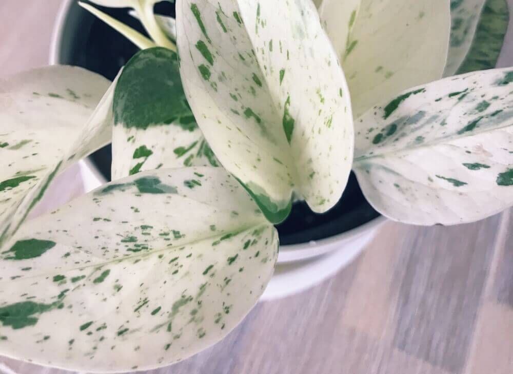 ポトス　マーブルクイーン