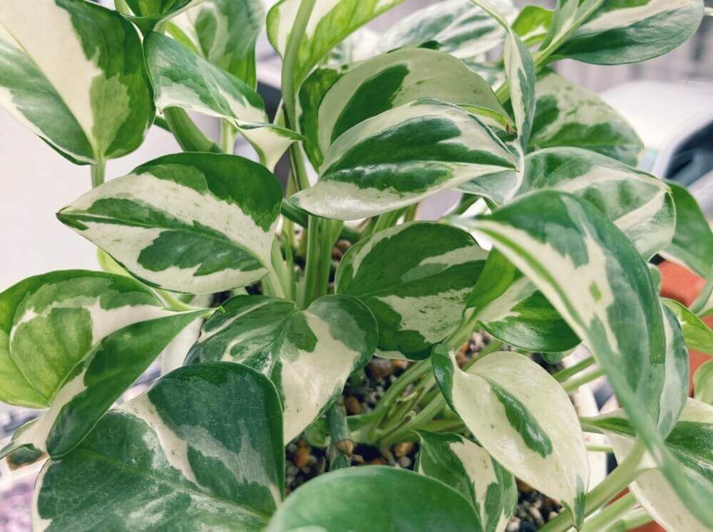 ポトス・エンジョイ