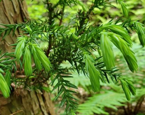 杉 杉の木 とは 育て方や花言葉 特徴やリラックス効果がある Greensnap グリーンスナップ