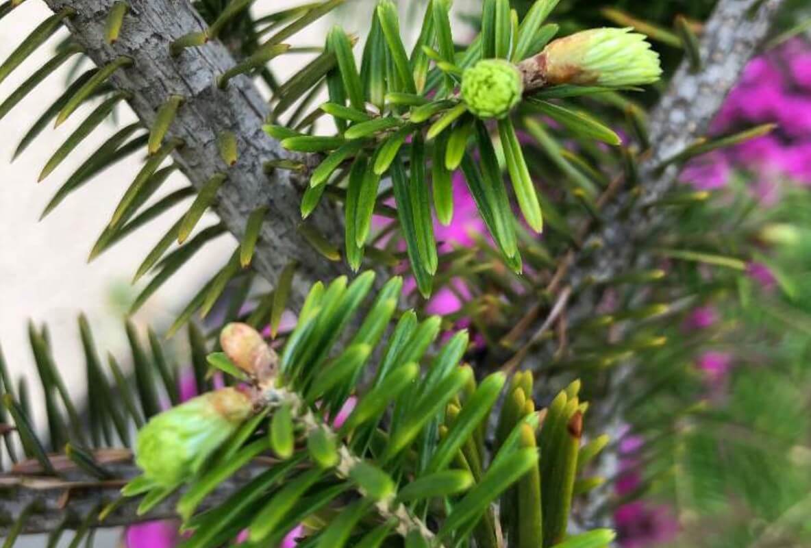 モミの木とは｜育て方や花言葉、クリスマスツリーになった由来は