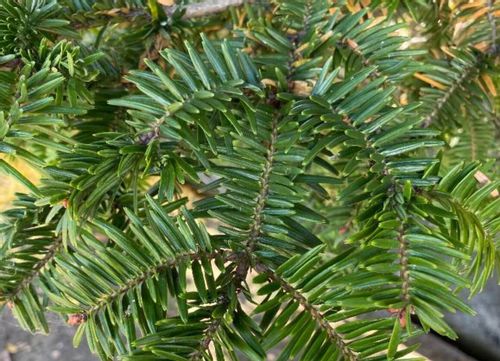 モミの木とは 育て方や花言葉 クリスマスツリーになった由来は Greensnap グリーンスナップ