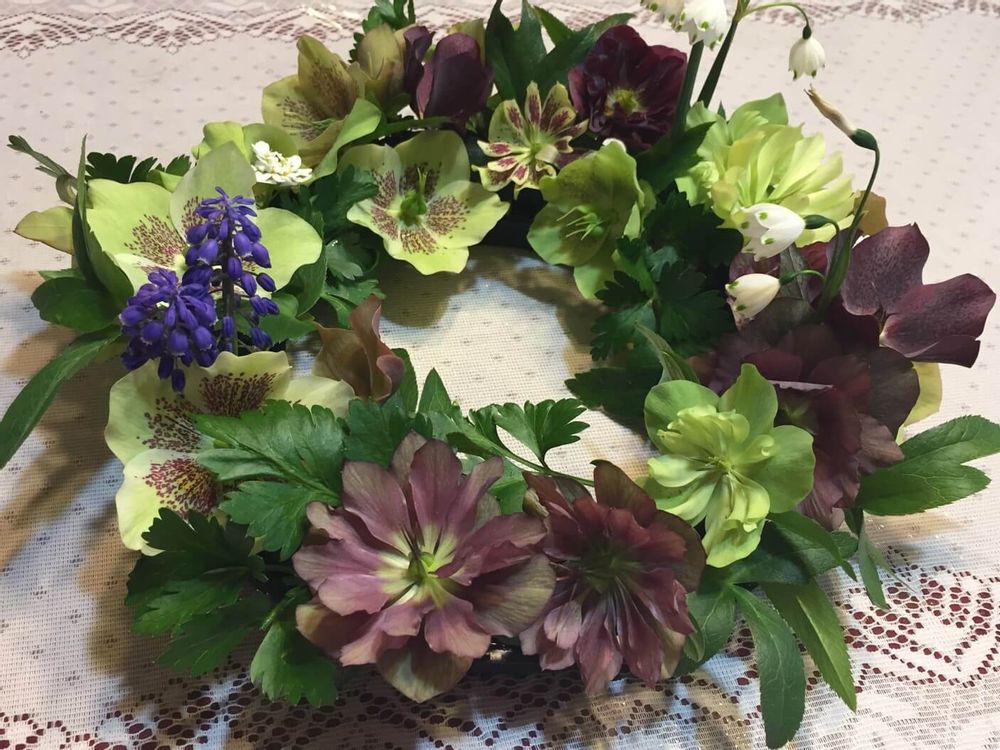 クリスマスローズ