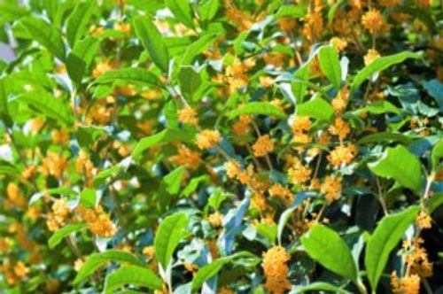キンモクセイ 金木犀 の鉢植えの管理方法 ベランダや室内でも大丈夫 Greensnap グリーンスナップ