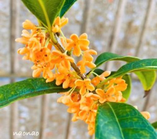 キンモクセイ 金木犀 の鉢植えの管理方法 ベランダや室内でも大丈夫 Greensnap グリーンスナップ キンモクセイ 金木犀 の鉢植えの管理方法 ベランダや室内でも大丈夫 Greensnap グリーンスナップ
