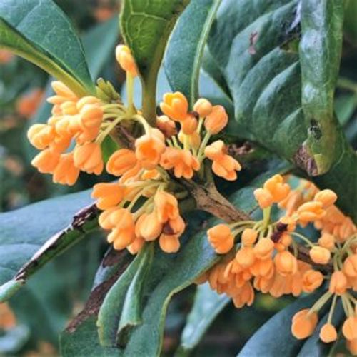 キンモクセイ 金木犀 は鉢植えでも育てられる ベランダや室内でも大丈夫 Greensnap グリーンスナップ キンモクセイ 金木犀 は鉢植えでも育てられる ベランダや室内でも大丈夫 Greensnap グリーンスナップ