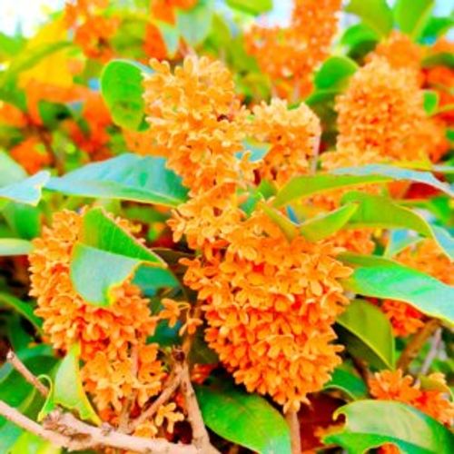 キンモクセイ 金木犀 は鉢植えでも育てられる ベランダや室内でも大丈夫 Greensnap グリーンスナップ