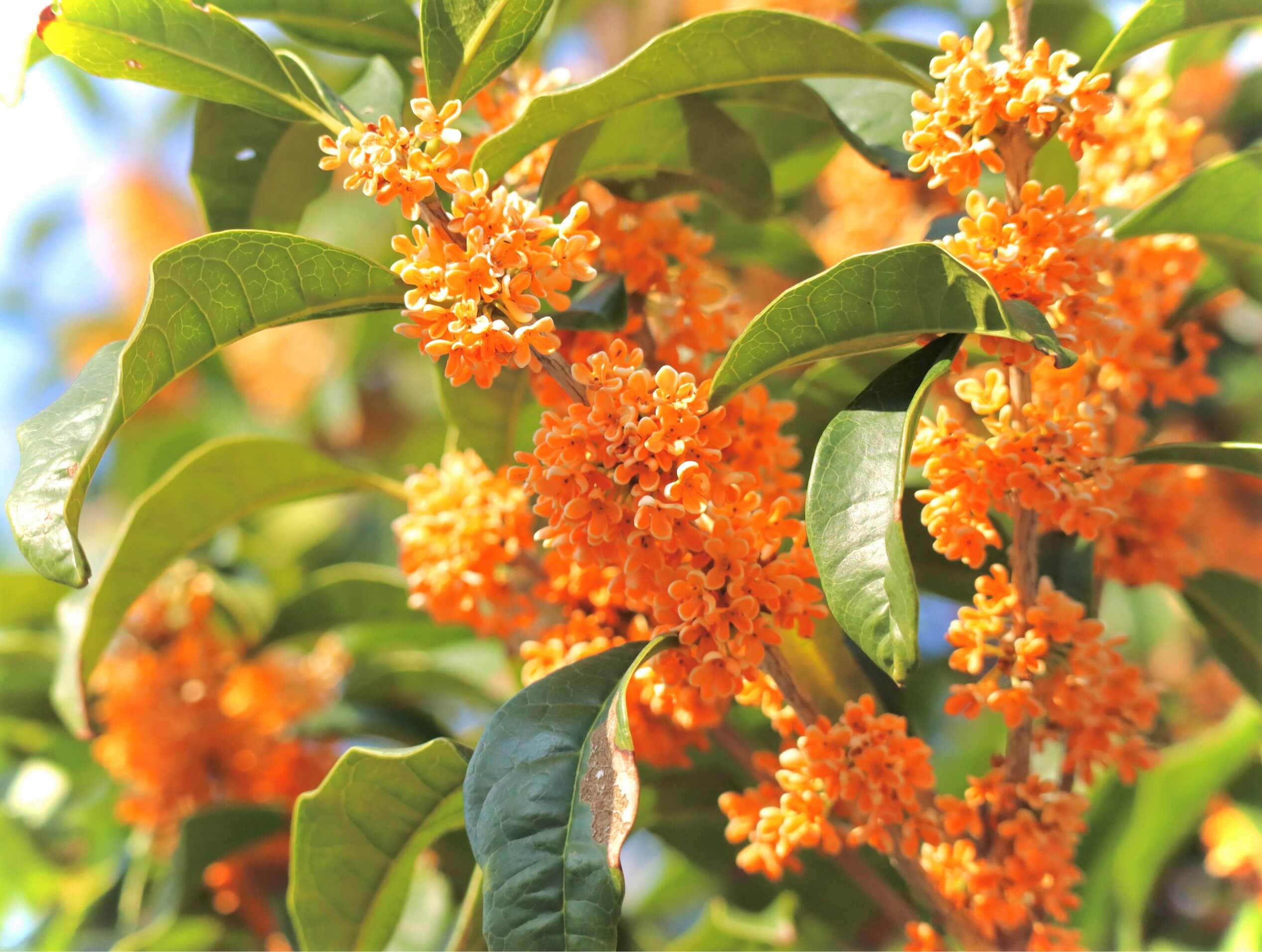 キンモクセイ(金木犀)の鉢植えの管理方法｜ベランダや室内でも大丈夫？