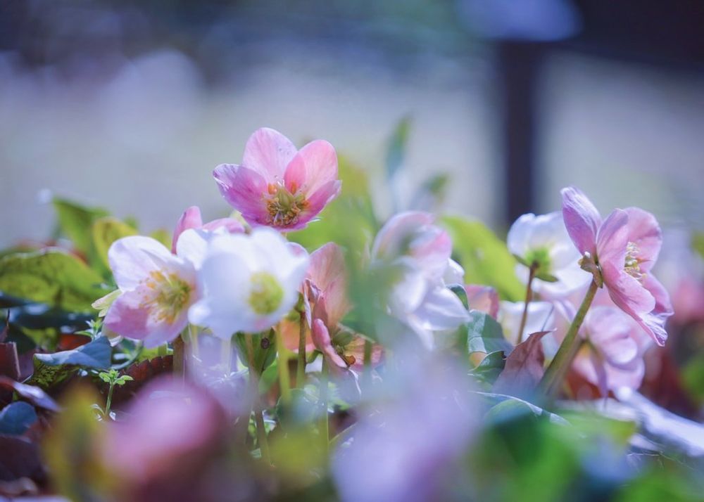 クリスマスローズ